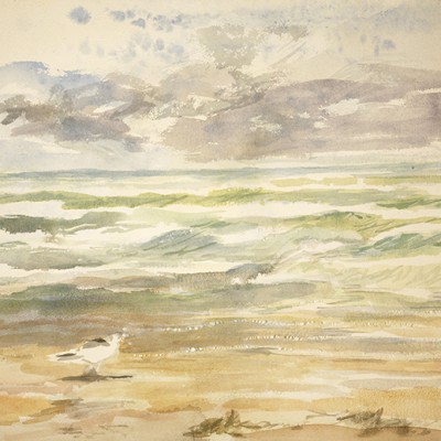gull surf Camber Sands seaside