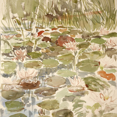 waterlilies on pond in maine
