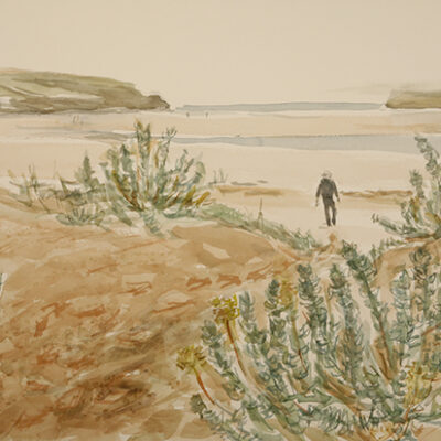 beach at padstow cornwall flowers and dogs